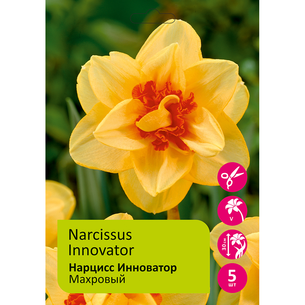 Нарциссы Инноватор махровый 5шт 16/18 / Narcissus Innovator