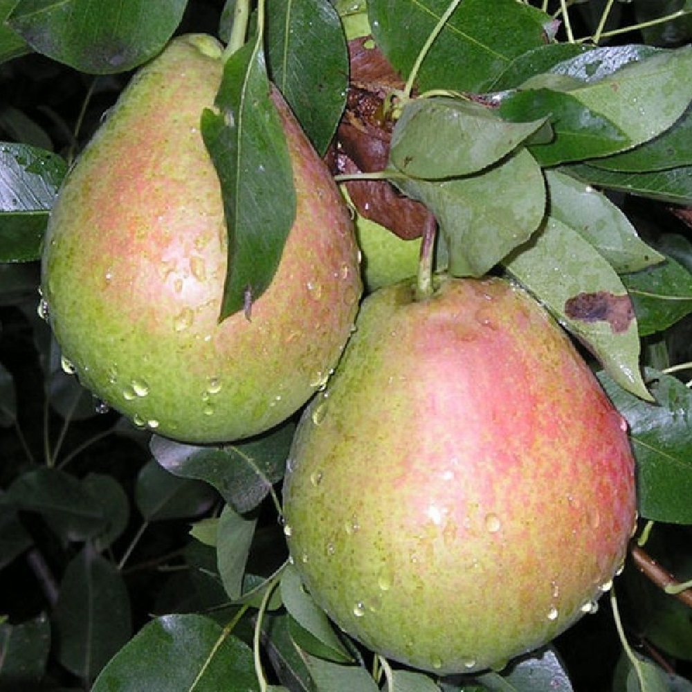 Груша Аллегро С7,5  1шт.