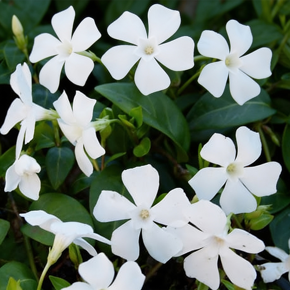 Барвинок малый Альба Вариегата Р9 1шт/Vinca minor Alba Variegata