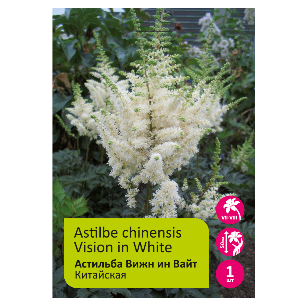 Астильба Вижн ин Вайт 1шт 2/3 /Astilbe Vision in White