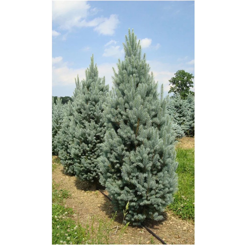 Ель колючая Изели Фастигиата С5 1шт/ Picea pungens Iseli Fastigiate 