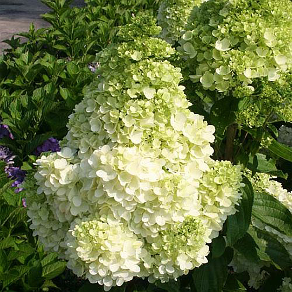 Гортензия метельчатая Мэджикал Мунлайт 1шт.