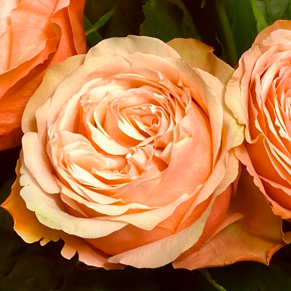 Роза Кахала чайно-гибридная 1шт /12