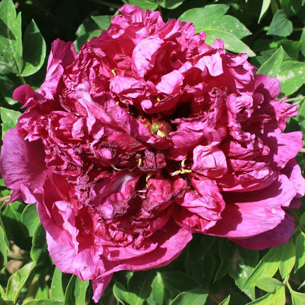 Пион древовидный Императорский пурпурный пион 1шт /Paeonia Jing Lou Zi (Цзин Лу Зи)