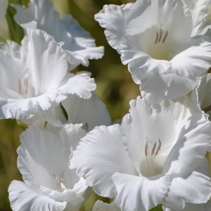Гладиолус Вайт Просперити 5шт 12/14/Gladiolus White Prosperity
