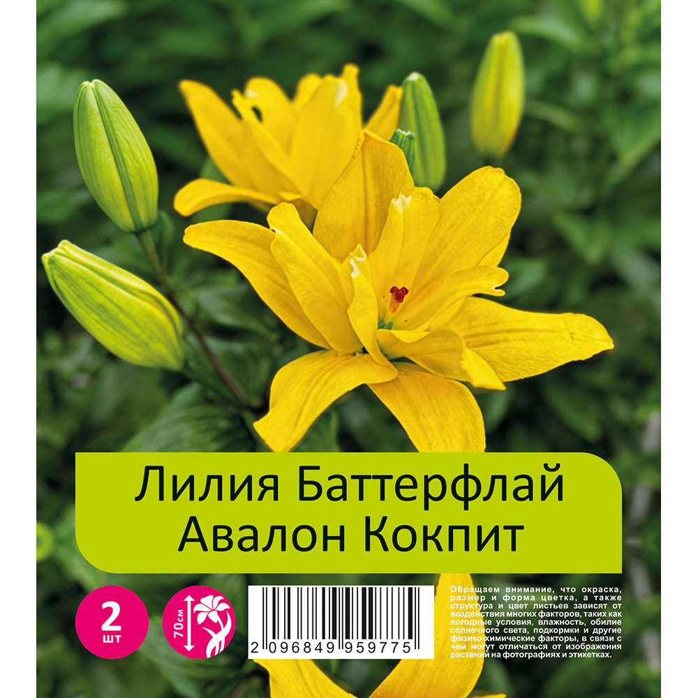 Лилия Баттерфлай Авалон Кокпит 2шт 18/20 ЛА-гибрид /Butterfly Avalon Cockpit