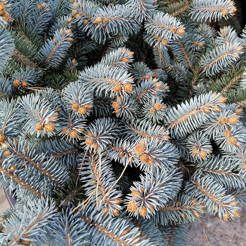Ель колючая Глаука Глобоса в горшке 15л (высота 30-50см) 1шт/ Picea pungens Gauca Globosa