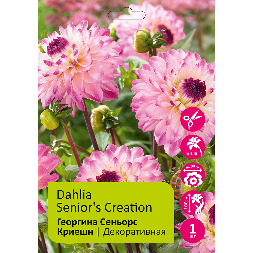 Георгина Сеньорс Криешн(Синиорс Криэйшн) 1шт /Dahlia Senior's Creation