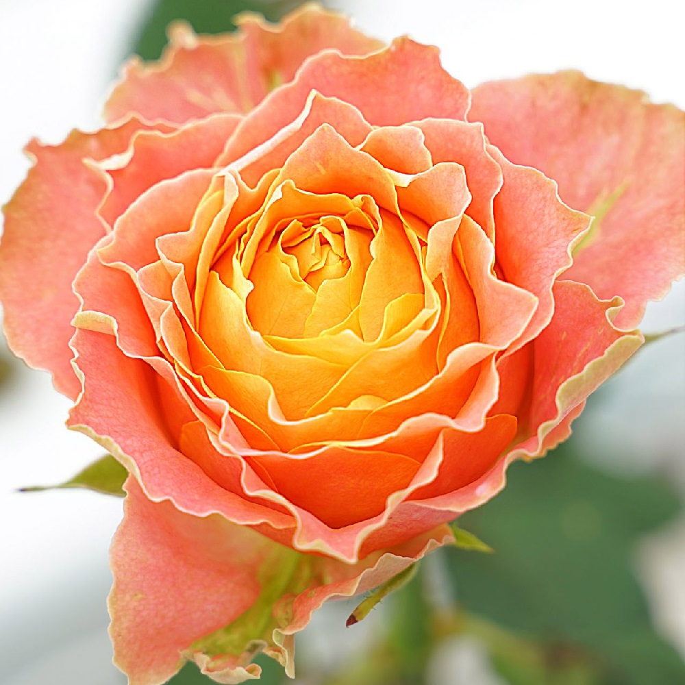 Роза Кантри Спирит Луиза чайно-гибридная 1шт /12