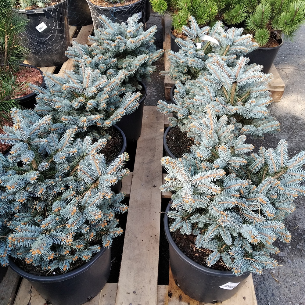 Ель колючая Глаука Глобоса в горшке 15л (высота 30-50см) 1шт/ Picea pungens Gauca Globosa
