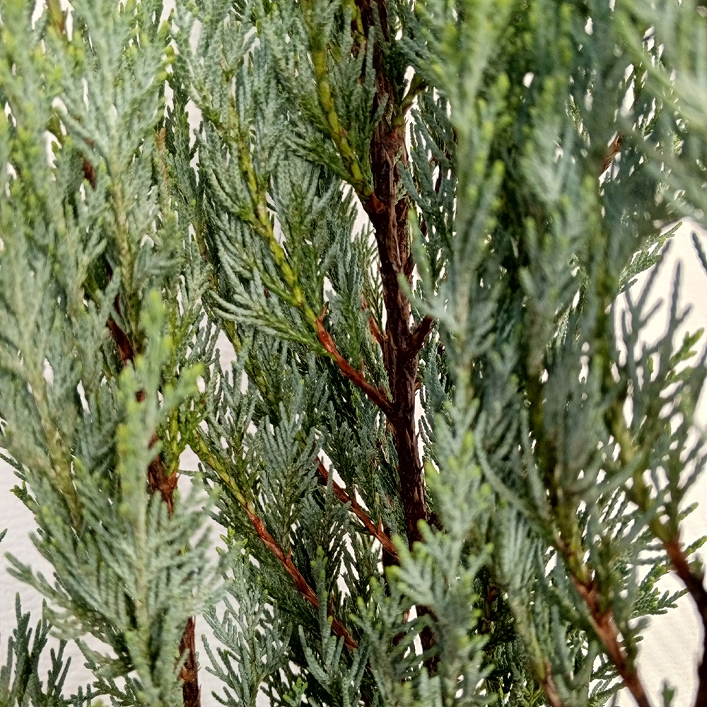Можжевельник скальный Мунглоу С2 1шт/Juniperus scopulorum Moonglow