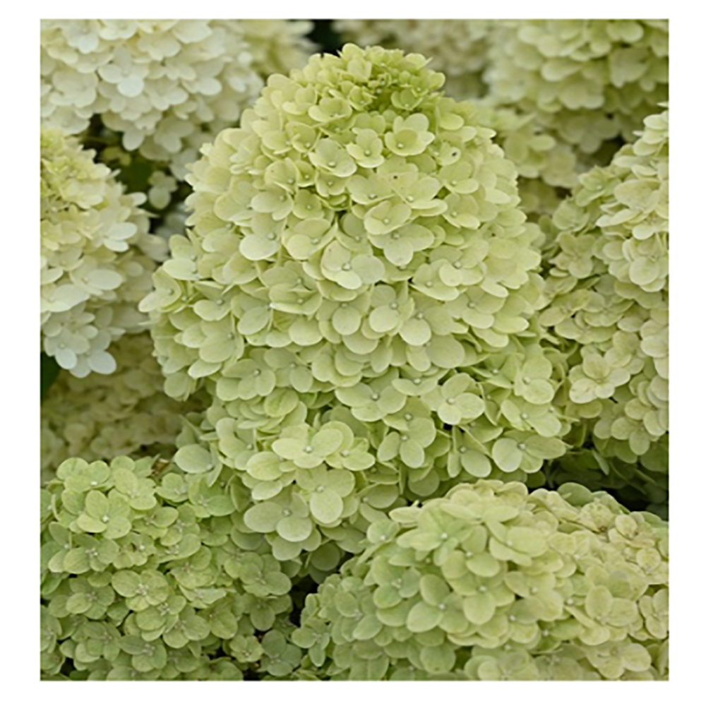 Гортензия метельчатая Пандора 1шт