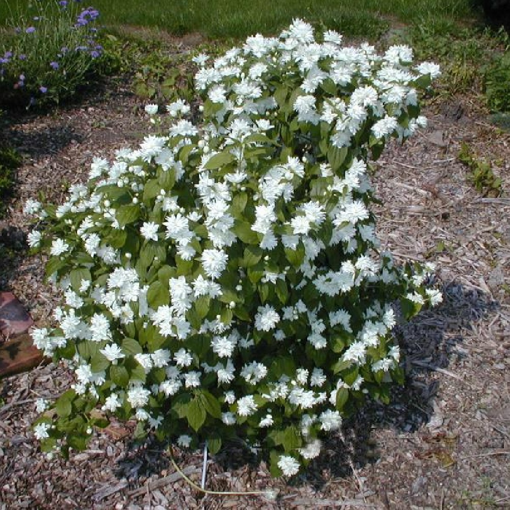 Чубушник Миннесота Сноуфлейк С5 1шт/Philadelphus Minnesota Snowflake