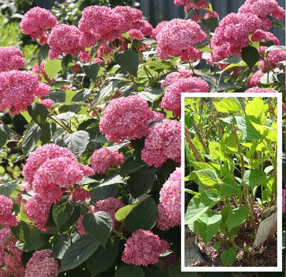 Гортензия древовидная Свит Анабель С5 H40-60 1шт/Hydrangea arborescens SWEET ANNABELLE