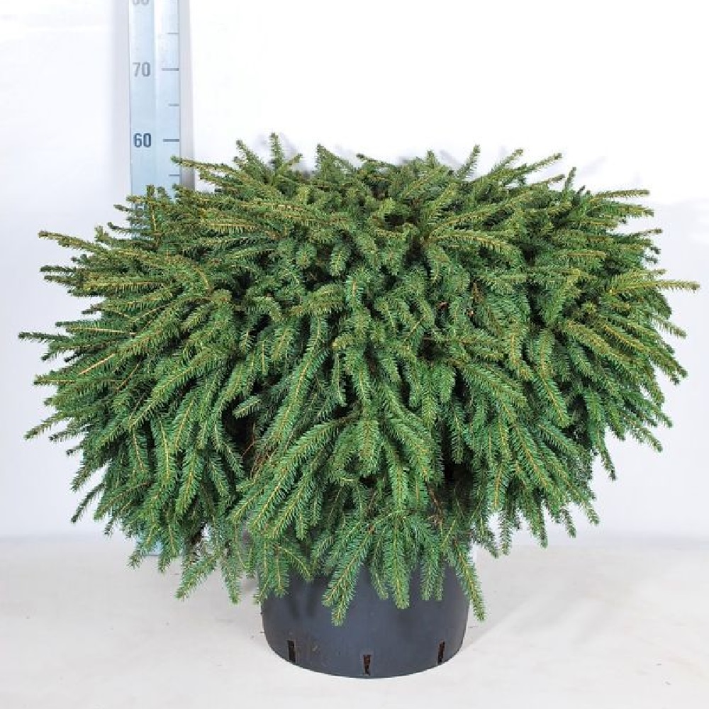 Ель обыкновенная Нидиформис С15 (высота 60-70см) 1шт/Picea abies Nidiformis