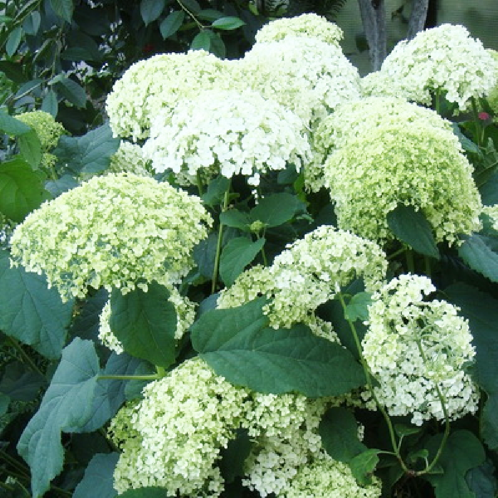 Гортензия древовидная Стерилис 1шт