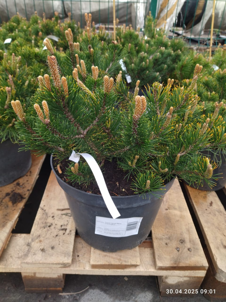 Сосна горная Мугус С10 1шт / Pinus mugo var. Mughus