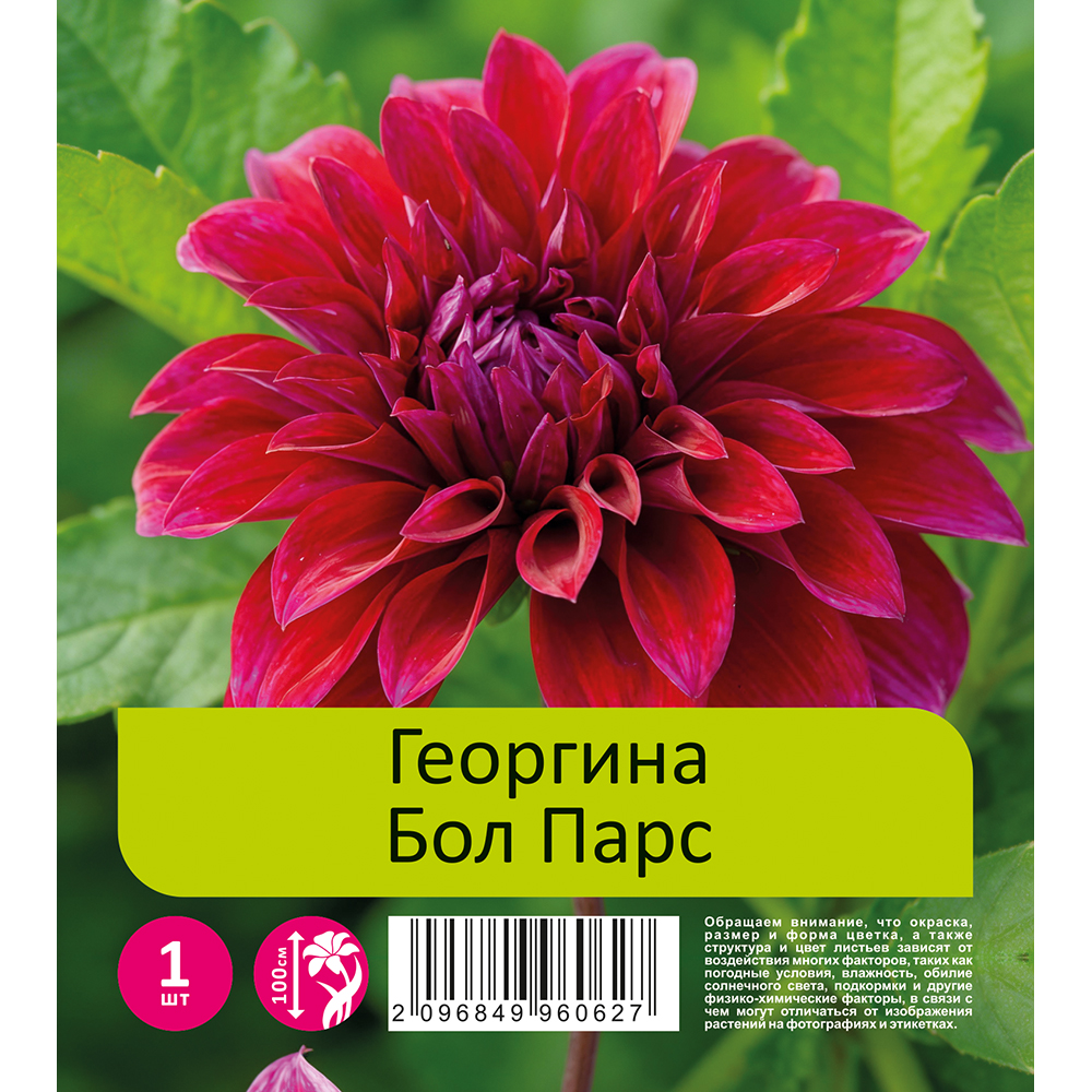 Георгина Бол Парс 1шт  /Dahlia Bal Paars 