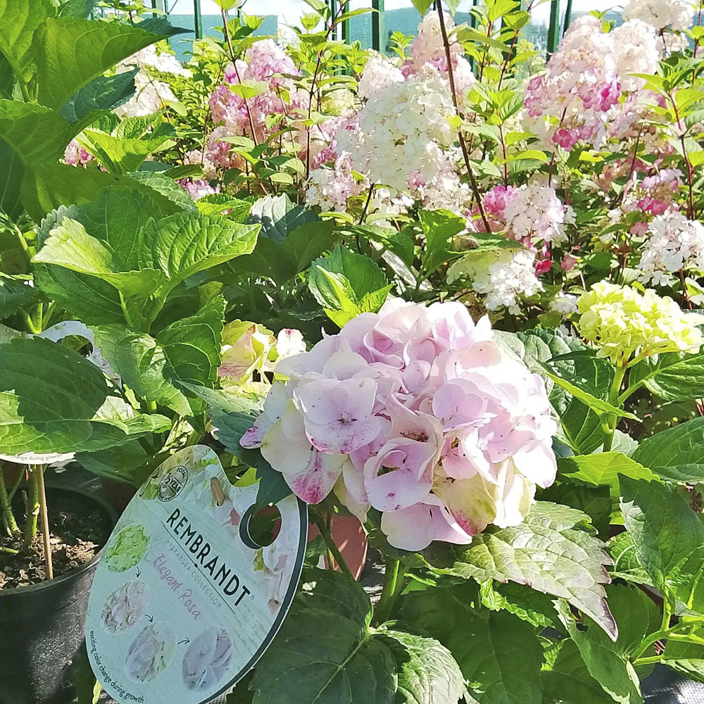 Гортензия крупнолистовая Рембрандт Элегант Роза С5 1шт/Rembrandt Elegant Rosa