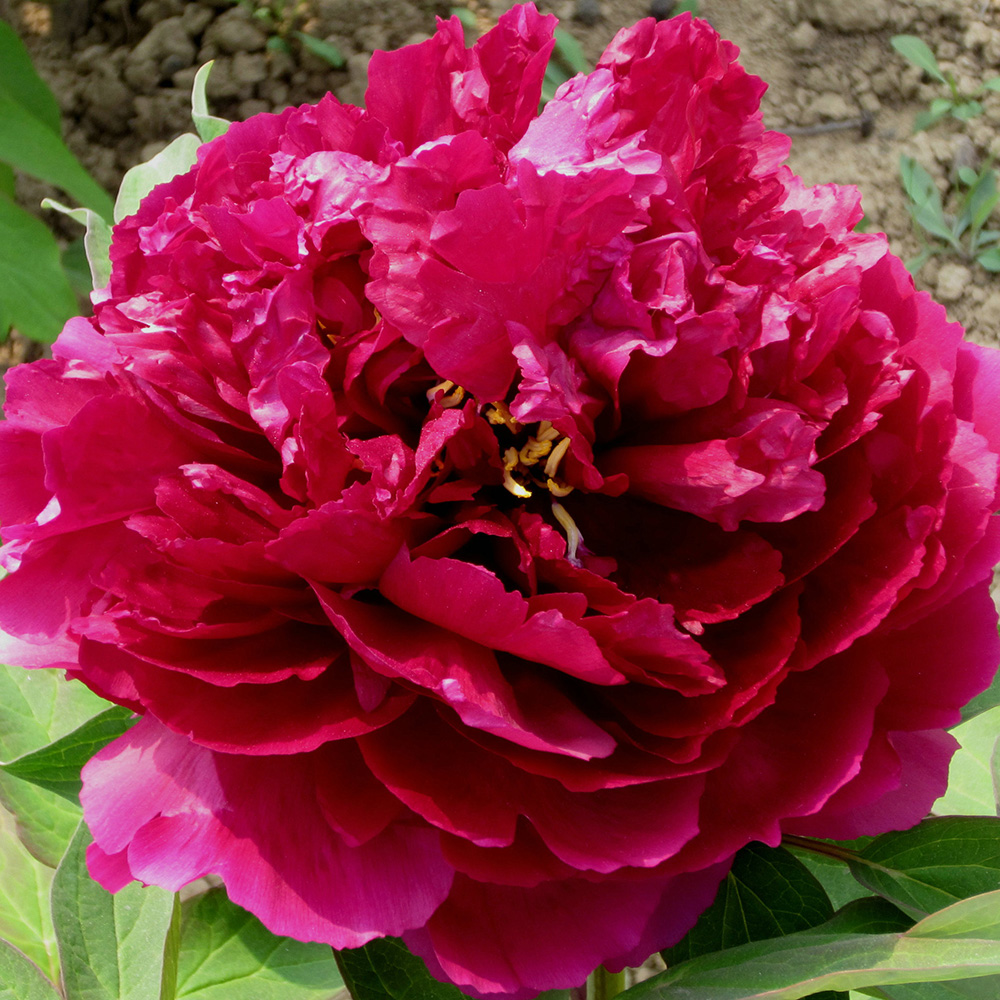 Пион древовидный Благородный аромат зеленых камней 1шт/Paeonia Jing Gui Xiang Cui (Цзин Гуй Сян Цуй)