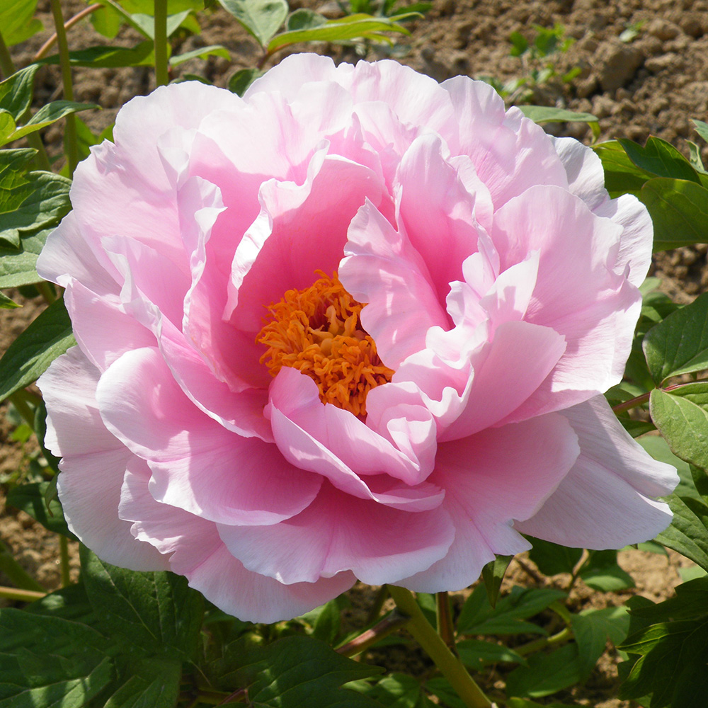 Пион древовидный Деревенская хризантема (Мураматсу -закура) 1шт/Paeonia Cun Song (Цунь Сун Ин) Японсая селекция