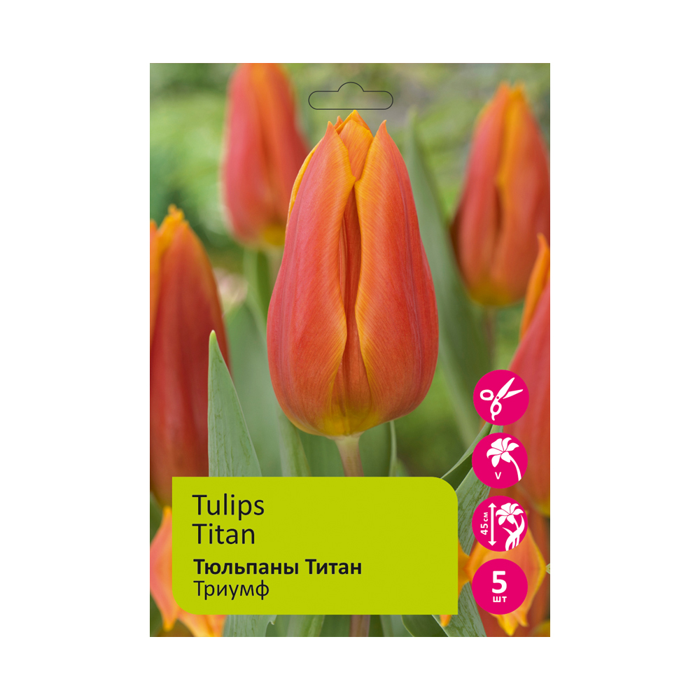 Тюльпаны Титан 5 шт Триумф 12/+/ Tulips Titan