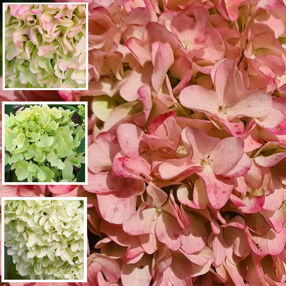 Гортензия метельчатая Литтл Фреско С11  1шт/Hydrangea panic. LITTLE FRESCO