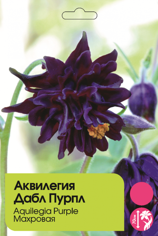 Аквилегия Дабл Пурпл махровая 1шт I