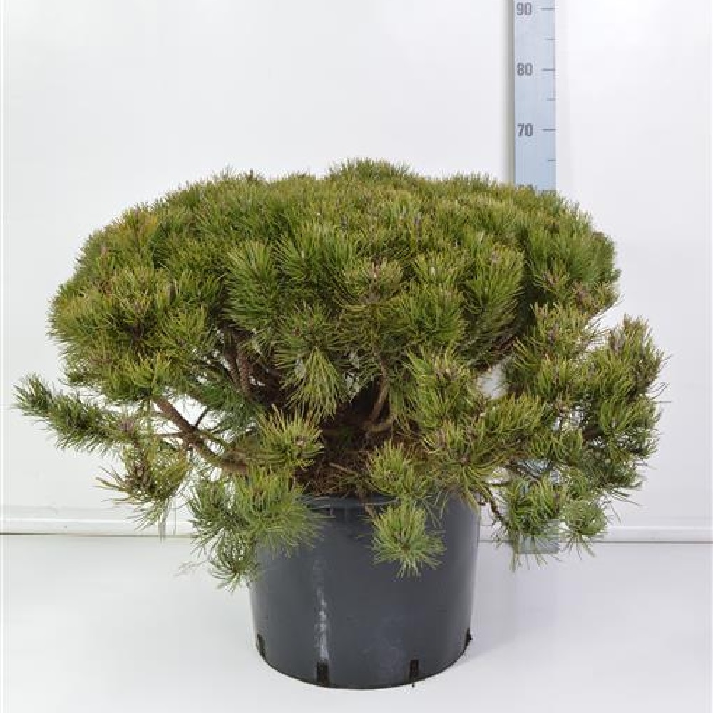 Сосна горная Пумилио С35 (высота 80-90см) 1шт/Pinus mugo Pumilio
