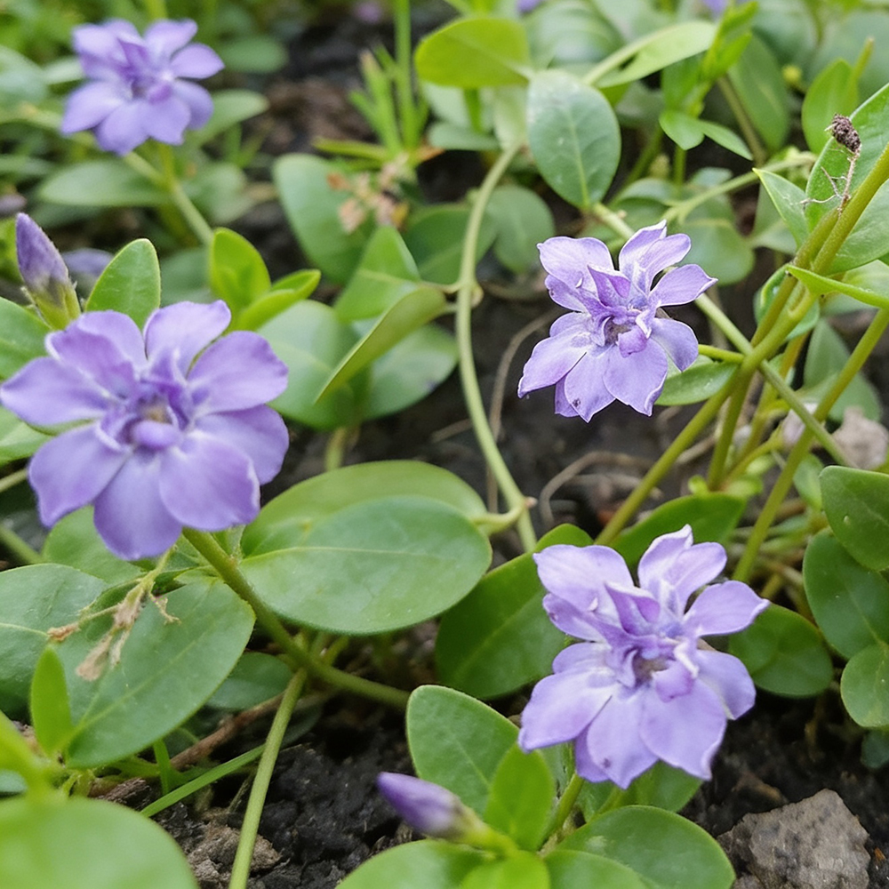 Барвинок малый Плена Р9 1шт /Vinca minor Plena