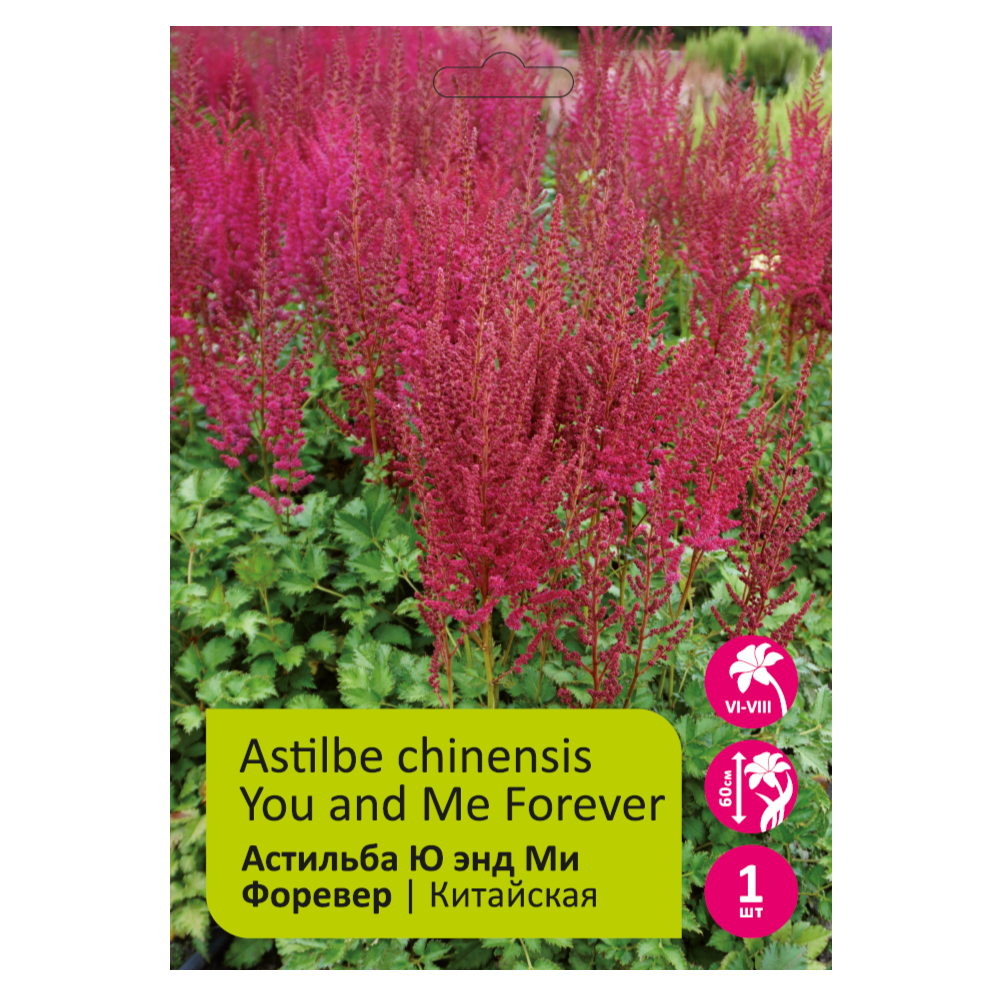Астильба Ю энд Ми Форевер 1шт 2/3 /Astilbe chinensis You and Me Forever