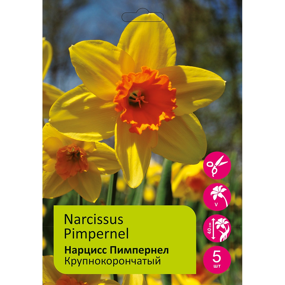 Нарциссы Пимпернел крупнокорончатый 5шт 14/16 / Narcissus Pimpernel 