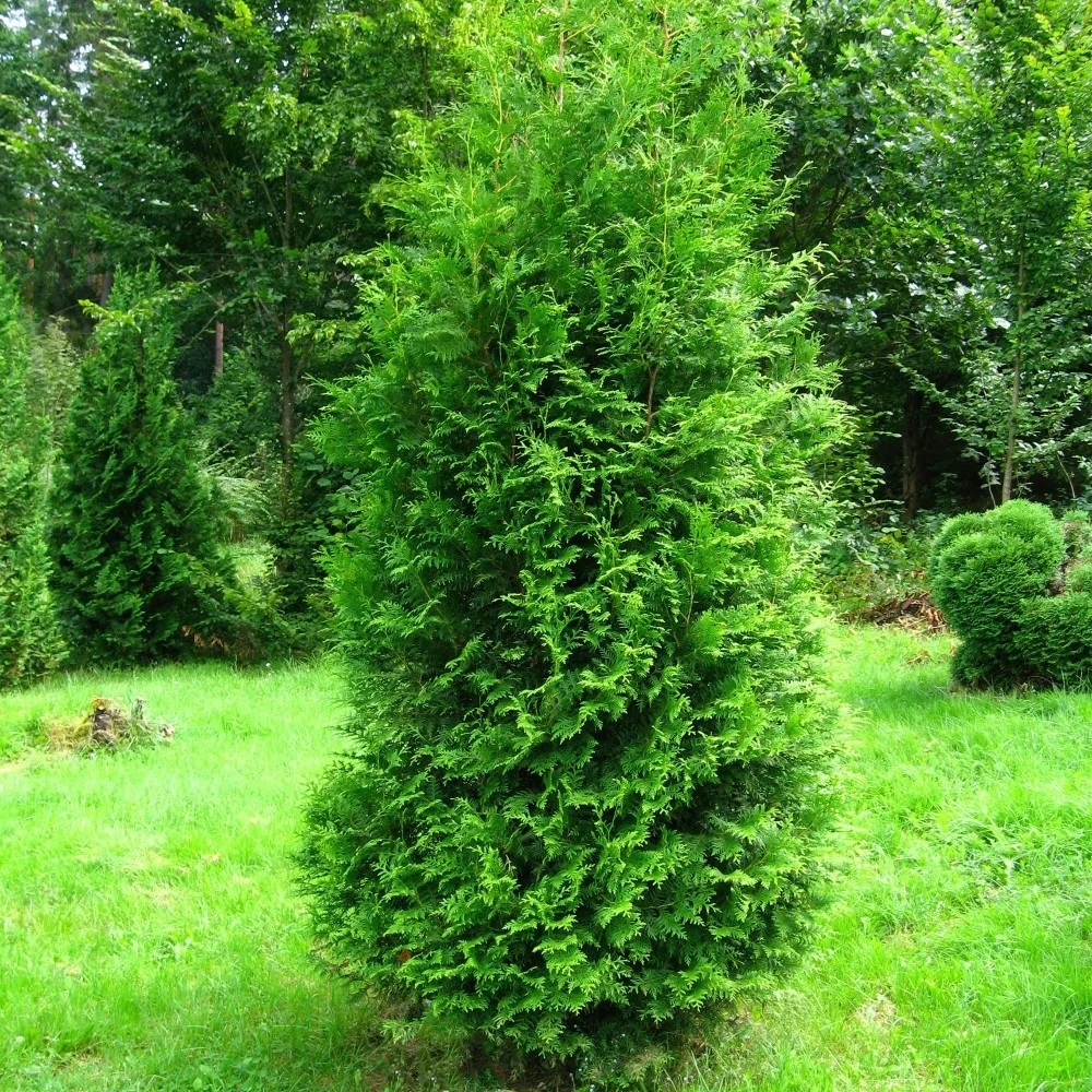 Туя западная Брабант  С54 200-220 1шт /Thuja occidentalis Brabant