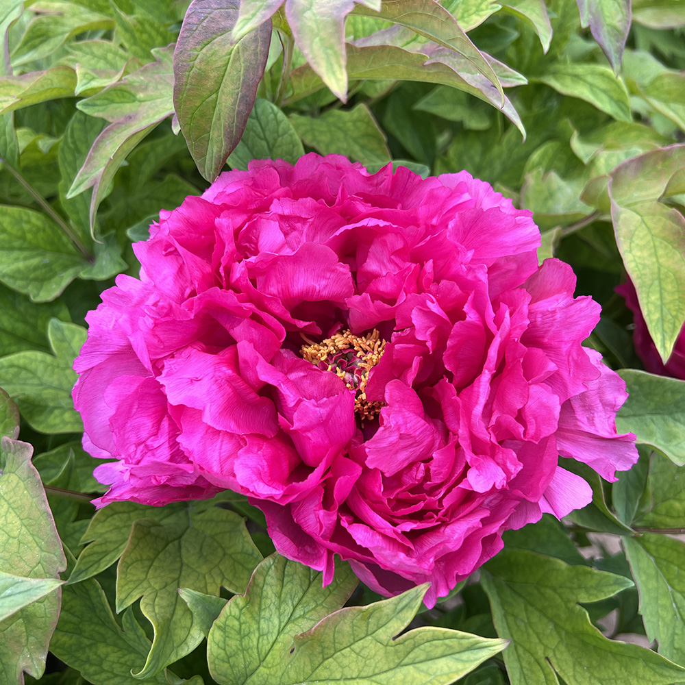 Пион древовидный Золото солнца и луны 1шт/Paeonia Ri Yue Jin(Sun and moon brocade)(Ри Ю Жин) Японская селекция