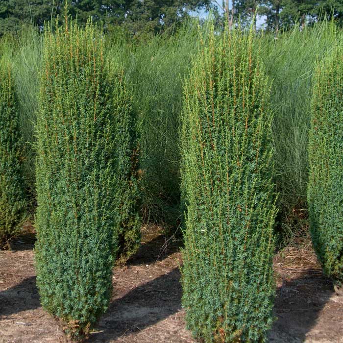 Можжевельник обыкновенный Хиберника С2 1шт /Juniperus communis Hibernica