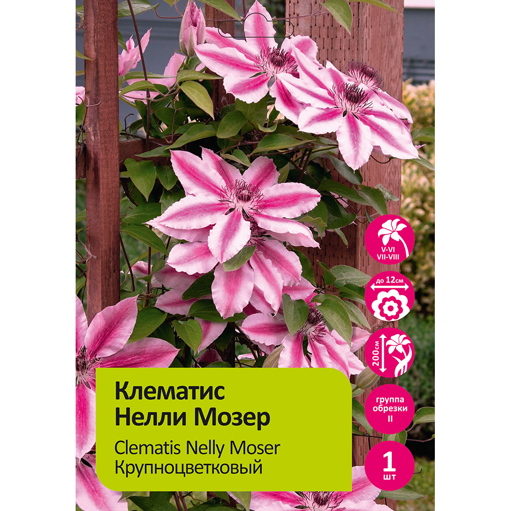 Клематис Нелли Мозер  1шт гр. обрезки 2/Clematis Nelly Moser