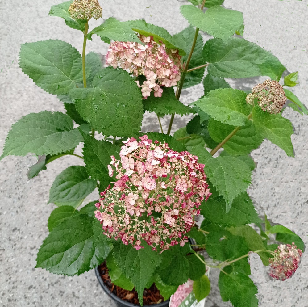 Гортензия древовидная Свит Анабель С5 H40-60 1шт/Hydrangea arborescens SWEET ANNABELLE
