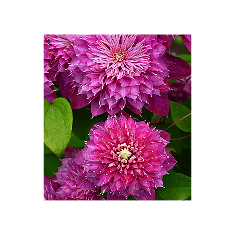 Клематис Кайзер гр. обр.2 P9 1шт/Clematis Kaiser