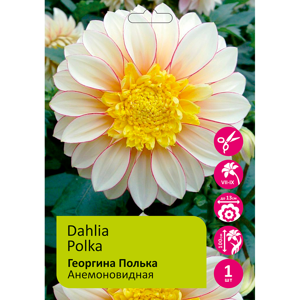 Георгина Полька анемоновидная 1шт /Dahlia Polka