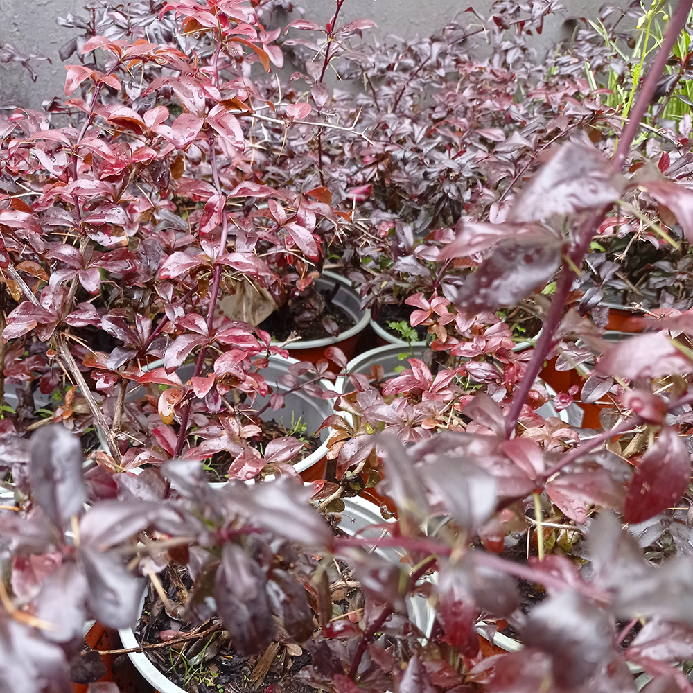 Барбарис Тунберга Роуз Глоу С2 1шт / Berberis thunbergii Rose Glow