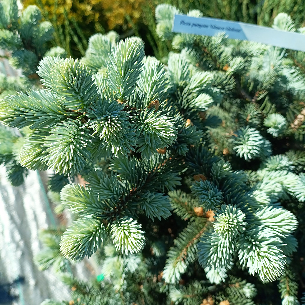 Ель колючая Глаука Глобоcа  С5  Ра(на штамбе)  1шт/Picea pungens Glauca Globosa