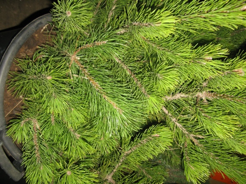 Туя западная Тини Тим  Р9 1шт /Thuja occidentalis Tiny Tim