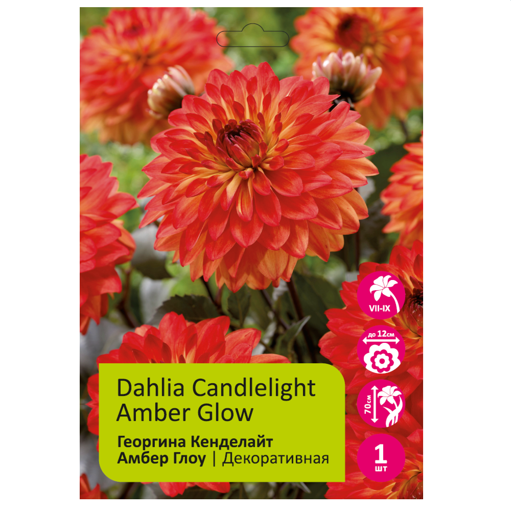 Георгина Кенделайт Амбер Глоу (Кендллайт Эмбер Глоу) 1шт /Dahlia Candlelight Amber Glow