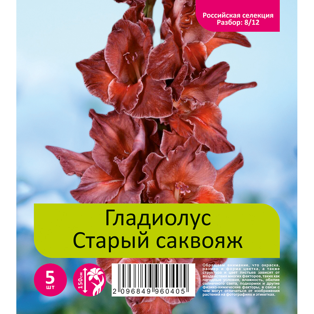 Гладиолус Старый саквояж 5шт  (разбор 8/12)