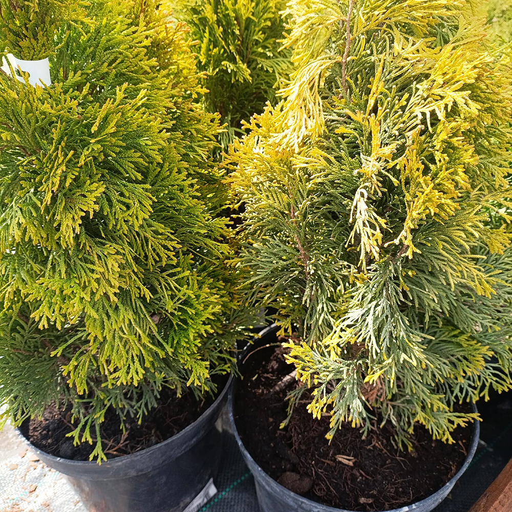 Туя западная Голден Смарагд  С5 1шт/Thuja occidentalis Golden Smaragd