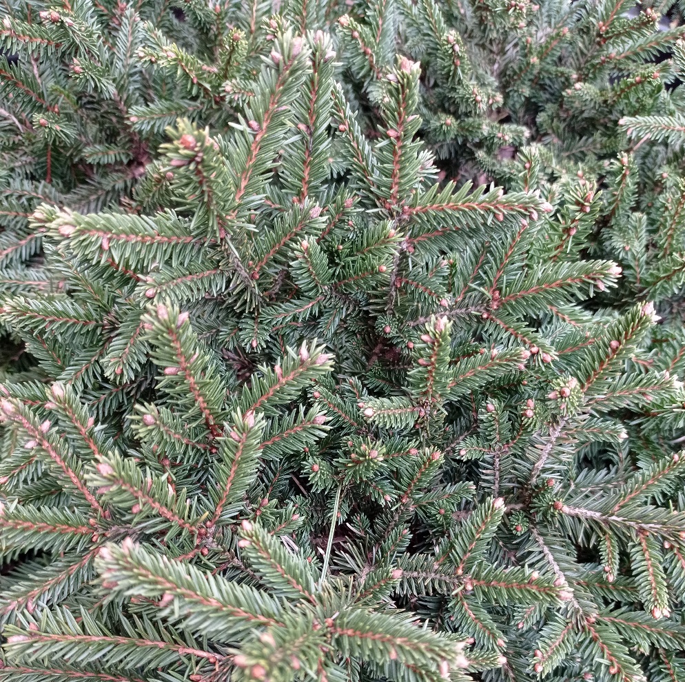 Ель обыкновенная Загвижде С30 (40-50см) 1шт/Picea abies Zagwiżdże