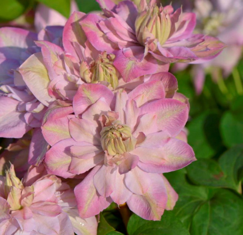 Клематис Инносент Блаш 1шт гр.обрезки 2 / Clematis Innocent Blush