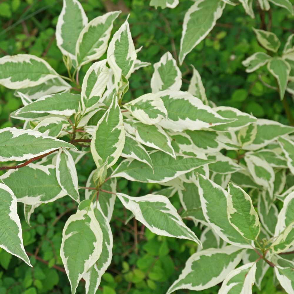 Дерен белый Элегантиссима С5  1шт/Cornus alba Elegantissima