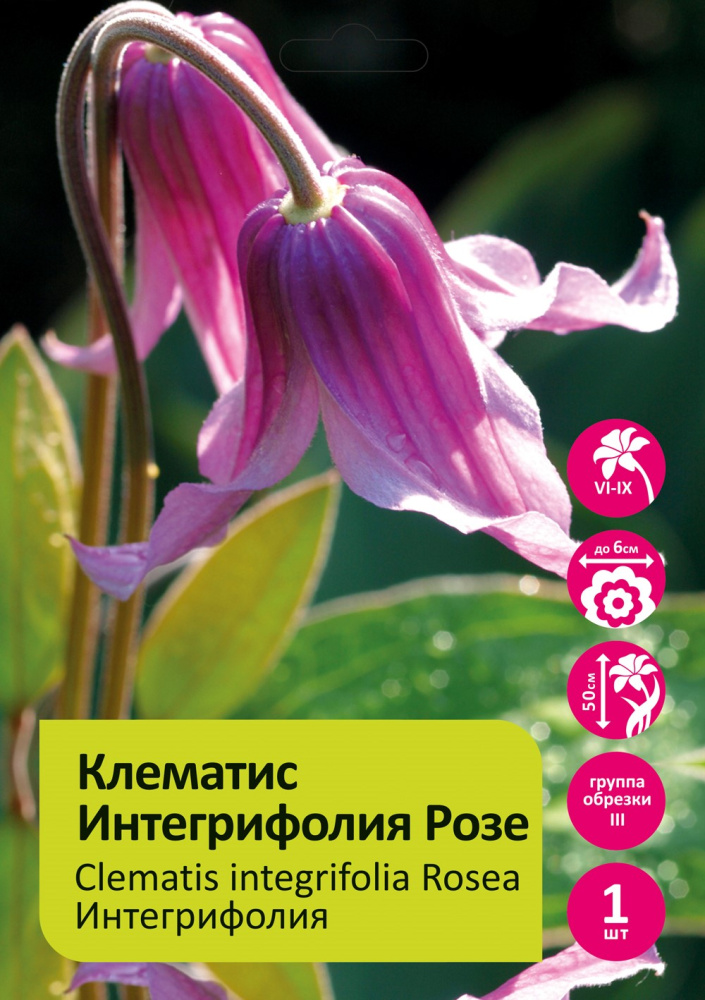 Клематис интегрифолия Розеа 1 шт Clematis integrifolia Rosea 3 гр. обр.