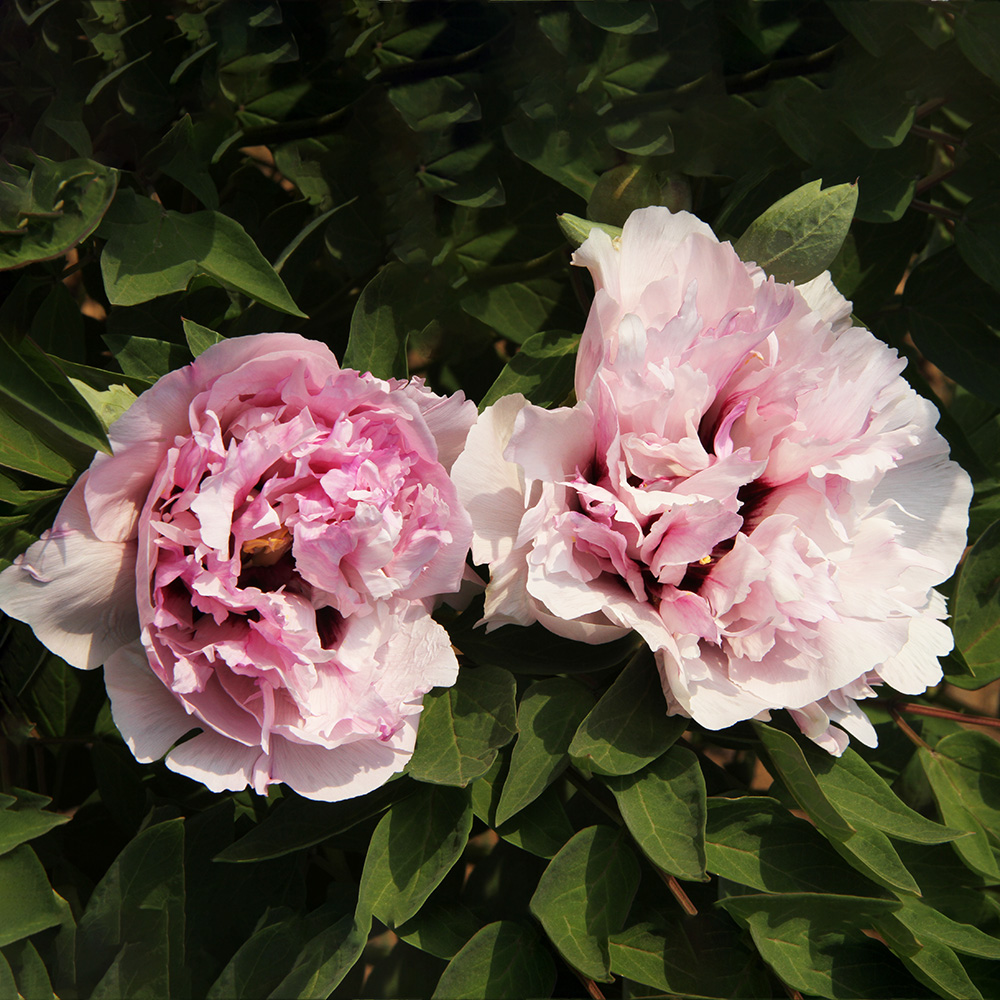 Пион древовидный Восточный пудровый 1шт/Paeonia Jing Fen Dong (Цзин Фэнь Дон)